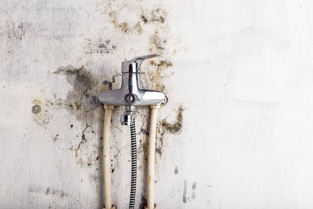 Best Office Mold Removal Services  in West Slope, OR