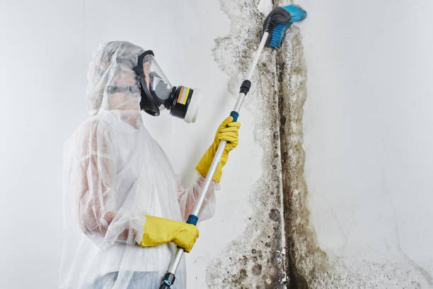 Best Emergency Mold Removal  in West Slope, OR