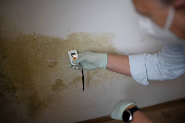 Best Professional Mold Removal  in West Slope, OR